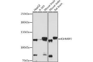 Western blot analysis of extracts of various cell lines, using IGHMBP2 antibody (ABIN7267848) at 1:1000 dilution. (IGHMBP2 antibody  (AA 540-720))