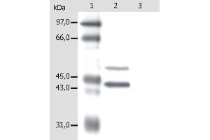 Western Blotting analysis of whole cell lysate of MCF-7 human breast adenocarcinoma cell line. (Keratin 5/8 antibody)