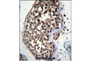 FBXO15 Antibody (N-term) (ABIN656351 and ABIN2845650) immunohistochemistry analysis in formalin fixed and paraffin embedded human testis tissue followed by peroxidase conjugation of the secondary antibody and DAB staining. (FBXO15 antibody  (N-Term))