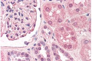 Human Kidney (formalin-fixed, paraffin-embedded) stained with TFAP2A antibody ABIN290449 at 2. (TFAP2A antibody  (AA 3-14))