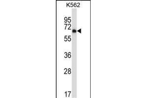 Mouse Dyrk2 Antibody (C-term) (ABIN657991 and ABIN2846937) western blot analysis in K562 cell line lysates (35 μg/lane). (DYRK2 antibody  (C-Term))