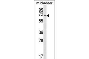 EYA1 Antibody (N-term) (ABIN656379 and ABIN2845674) western blot analysis in mouse bladder tissue lysates (35 μg/lane). (EYA1 antibody  (N-Term))