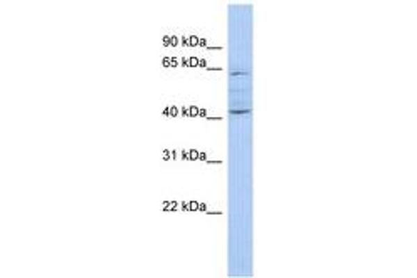 ZNF674 antibody  (AA 71-120)