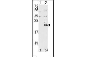 Image no. 1 for anti-Dual Specificity Phosphatase 13 (DUSP13) (AA 13-1), (N-Term) antibody (ABIN360792) (DUSP13 antibody  (N-Term))