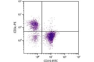 BALB/c mouse splenocytes were stained with Rat Anti-Mouse CD19-FITC. (CD19 antibody  (FITC))