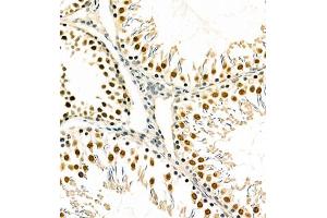 Immunohistochemistry of paraffin embedded mouse testis using PCGF1 (ABIN7075123) at dilution of 1:700 (300x lens) (PCGF1 antibody)