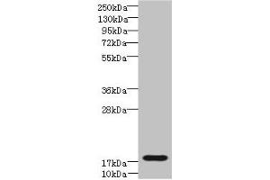 Western blot All lanes: TRAPPC6B antibody at 4 μg/mL + Mouse kidney tissue Secondary Goat polyclonal to rabbit IgG at 1/10000 dilution Predicted band size: 18, 15 kDa Observed band size: 18 kDa (TRAPPC6B antibody  (AA 1-130))