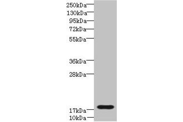 TRAPPC6B anticorps  (AA 1-130)