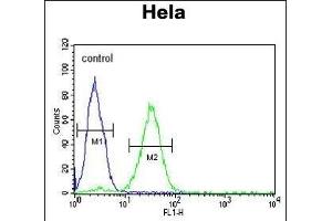 CREM Antibody (C-term) (ABIN653067 and ABIN2842668) flow cytometric analysis of Hela cells (right histogram) compared to a negative control (PBS alone) (left histogram). (CREM antibody  (C-Term))