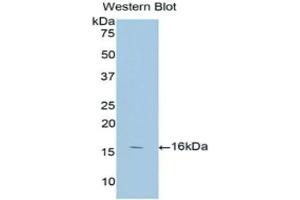 Western Blotting (WB) image for anti-Annexin A3 (ANXA3) (AA 190-312) antibody (ABIN1858023) (Annexin A3 antibody  (AA 190-312))