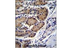 CTSO Antibody (N-term) (ABIN656692 and ABIN2845928) immunohistochemistry analysis in formalin fixed and paraffin embedded human stomach tissue followed by peroxidase conjugation of the secondary antibody and DAB staining. (CTSO antibody  (N-Term))