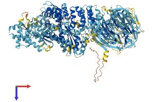 AlphaFold protein structure predicition of Human Recombinant NWD1 Protein, UniprotID Q149M9