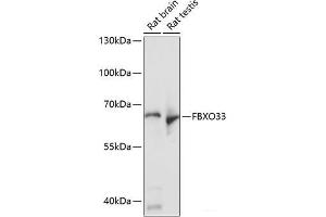 Western blot analysis of extracts of various cell lines using FBXO33 Polyclonal Antibody at dilution of 1:1000. (FBXO33 antibody)