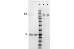 SDS-PAGE results of Goat F(ab')2 Anti-Rabbit IgG (H&L) Antibody. (Goat anti-Rabbit IgG (Heavy & Light Chain) Antibody - Preadsorbed)