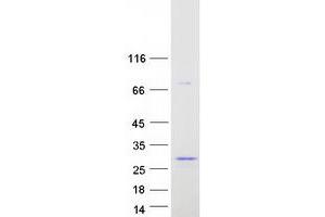 Validation with Western Blot (BPIFA1 Protein (Transcript Variant 1) (Myc-DYKDDDDK Tag))