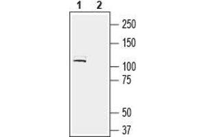 LRRC4B antibody  (Extracellular, N-Term)