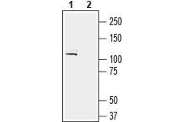 LRRC4B antibody  (Extracellular, N-Term)
