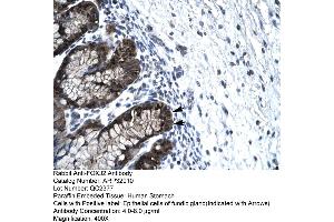 Human Stomach (Forkhead Box J2 antibody  (Middle Region))