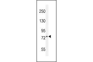 XKR4 Antibody (C-term) (ABIN655553 and ABIN2845060) western blot analysis in 293 cell line lysates (35 μg/lane). (XKR4 antibody  (C-Term))