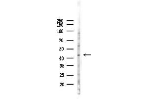 anti-G Protein-Coupled Receptor 34 (GPR34) (C-Term) antibody