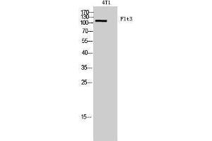 Western Blotting (WB) image for anti-Fms-Related tyrosine Kinase 3 (FLT3) (Internal Region) antibody (ABIN3178954) (FLT3 antibody  (Internal Region))