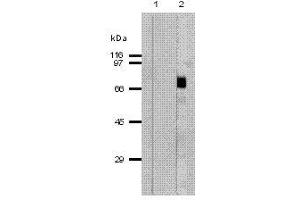 Image no. 1 for anti-Perforin 1 (Pore Forming Protein) (PRF1) (AA 402-534) antibody (ABIN187563) (Perforin 1 antibody  (AA 402-534))