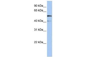 Western Blotting (WB) image for anti-Solute Carrier Family 23 Member 3 (SLC23A3) antibody (ABIN2458812)