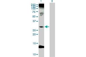 Western Blot analysis of C1QTNF1 expression in transfected 293T cell line by C1QTNF1 MaxPab polyclonal antibody. (C1QTNF1 antibody  (AA 1-281))
