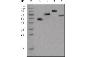 Western Blot showing human IgG (Fc specific) antibody used against different fusion proteins with human IgG (Fc specific) tag.