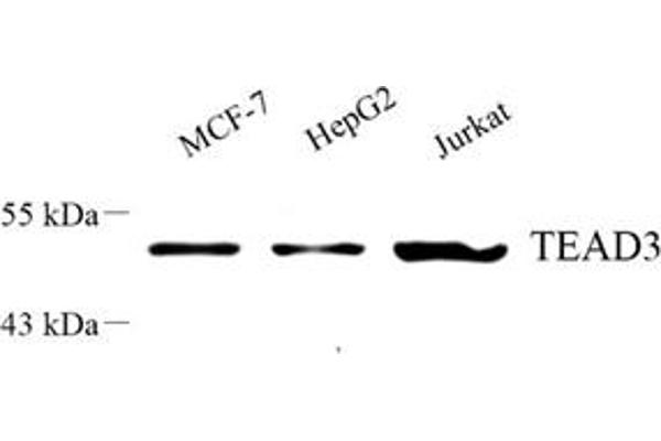 TEAD3 antibody