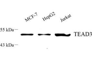 Western blot analysis of Tead3 (ABIN7075852) at dilution of 1: 500 (TEAD3 antibody)
