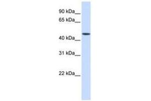 Image no. 1 for anti-Jumonji Domain Containing 5 (JMJD5) (AA 72-121) antibody (ABIN6741425) (JMJD5 antibody  (AA 72-121))