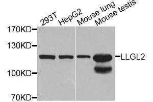 Western blot analysis of extracts of various cells, using LLGL2 antibody. (LLGL2 antibody)