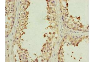 Immunohistochemistry of paraffin-embedded human testis tissue using ABIN7151077 at dilution of 1:100 (MYLIP antibody  (AA 266-445))