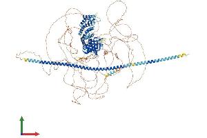 AlphaFold protein structure predicition of Human Recombinant SYCP2 Protein, UniprotID Q9BX26 (SYCP2 Protein (AA 1-1530) (His tag))