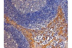 ABIN184793 (4µg/ml) staining of paraffin embedded Human Tonsil. (Importin 8 antibody  (C-Term))