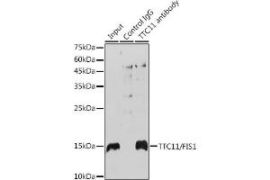 Immunoprecipitation (IP) image for anti-Fission 1 (FIS1) antibody (ABIN7267209)