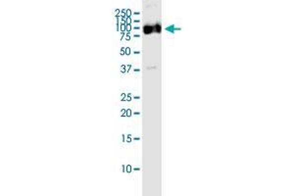 OPA1 antibody  (AA 851-960)