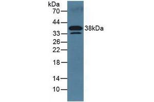 DKK3 antibody  (AA 23-349)