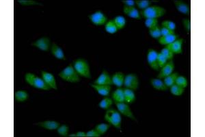 Immunofluorescence staining of Hela cells with ABIN7172139 at 1:133, counter-stained with DAPI. (PRSS16 antibody  (AA 352-489))