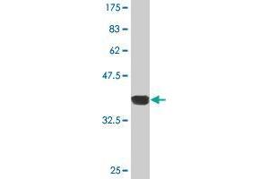 Western Blot detection against Immunogen (35. (NR1D1 antibody  (AA 233-322))