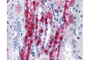 Anti-PPP1R1A antibody IHC of human kidney. (PPP1R1A antibody  (AA 50-100))