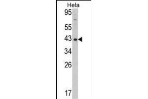 Western blot analysis of Mouse Dnmt3L Antibody (ABIN387907 and ABIN2844287) in Hela cell line lysates (35 μg/lane).