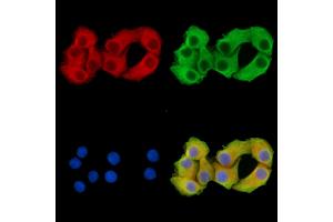 ABIN7095831 and ABIN7099893 staining Hela cells by IF/ICC.