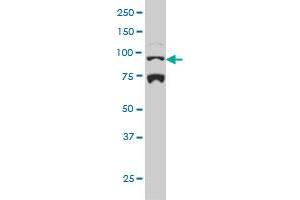 NR3C1 monoclonal antibody (M01), clone 2C8 Western Blot analysis of NR3C1 expression in Hela S3 NE . (Glucocorticoid Receptor antibody  (AA 51-140))