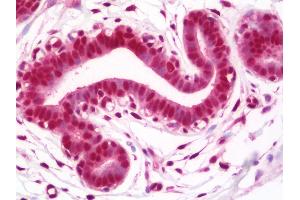 Anti-TCEA1 / TFIIS antibody IHC staining of human breast. (TCEA1 antibody  (AA 1-50))