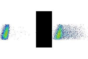 Mouse macrophages were stimulated in the presence of a protein transport inhibitor. (IL-12/IL-23 p40 antibody  (APC))