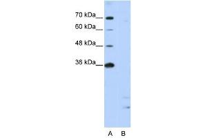 PPIE antibody used at 2. (PPIE antibody)