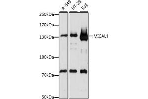 Western blot analysis of extracts of various cell lines, using MIC antibody (ABIN7268515) at 1:1000 dilution. (MICAL1 antibody  (AA 718-1067))