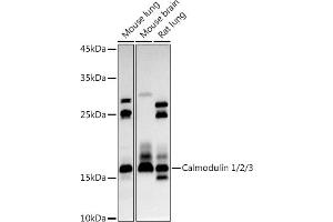 Western blot analysis of extracts of various cell lines, using Calmodulin 1/2/3 antibody (ABIN3021661, ABIN3021662, ABIN3021663, ABIN1512661 and ABIN6215489) at 1:1000 dilution. (Calmodulin 1 antibody  (AA 1-149))